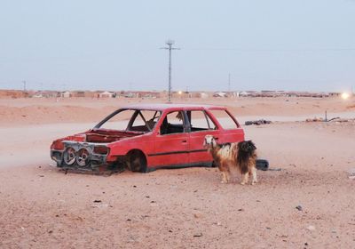 View of a dog on the road