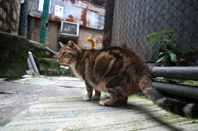 Side view of cat sitting on floor