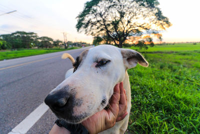 Close-up of hand holding dog on field