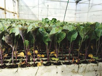 Plants growing in greenhouse