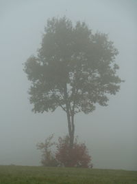 Tree against sky