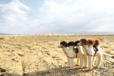 View of a dog on landscape