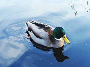 High angle view of mallard duck swimming in lake