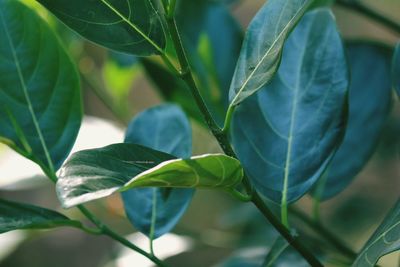 Close-up of fresh green leaves