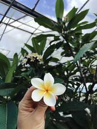 Close-up of hand holding white flowering plant