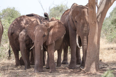 View of elephant