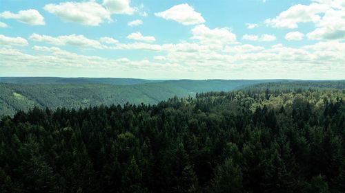 Scenic view of forest against sky