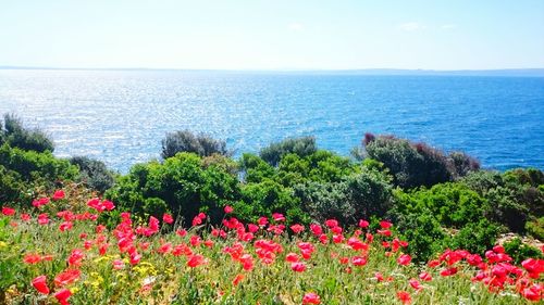 Red flowers blooming in park