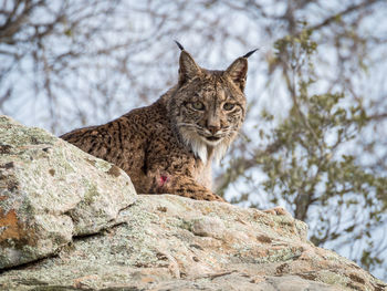 Low angle portrait of iberian lynx sitting on rock at donana national park