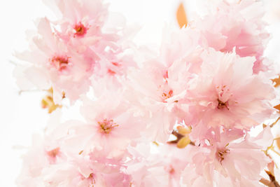 Close-up of pink cherry blossoms