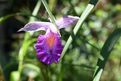 Close-up of purple flower