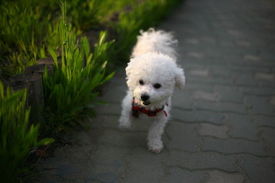 High angle view of dog on footpath