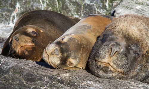 Seals resting on rock formations