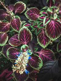 Close-up of succulent plant