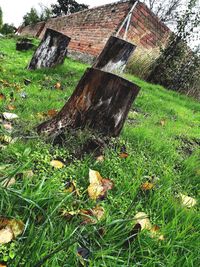 Damaged tree on field against old building