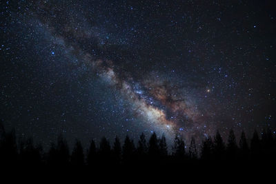 Silhouette trees against star field at night