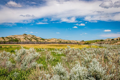 Scenic view of field against sky