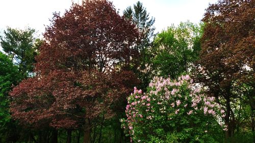 Low angle view of flower tree against sky