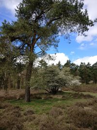 Trees on field against sky