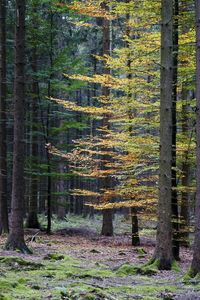 Trees in forest