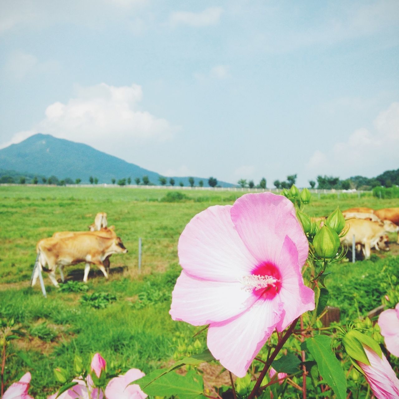 domestic animals, flower, grass, animal themes, field, grassy, sky, mammal, pets, beauty in nature, growth, nature, freshness, pink color, green color, petal, fragility, one animal, landscape, day