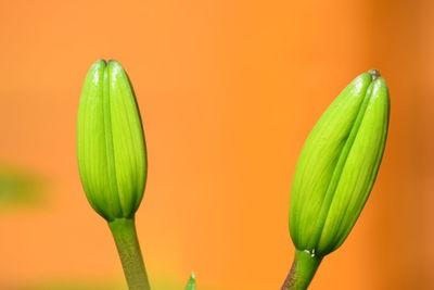 Close-up of plant