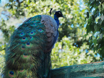 Close-up of peacock