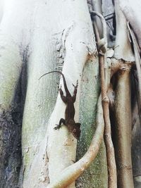 Close-up of insect on tree trunk