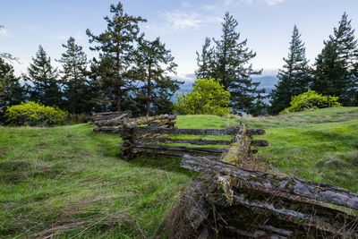 Scenic view of trees growing on field against sky