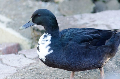 Close-up of bird perching outdoors