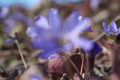 Close-up of purple flowering plant