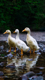 Ducks in lake