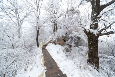 Bare trees on snow covered landscape