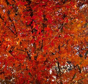 Full frame shot of tree