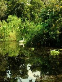 Scenic view of lake by trees