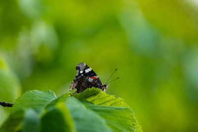 Close-up of butterfly on leaves