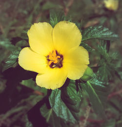 Close-up of yellow flower blooming outdoors