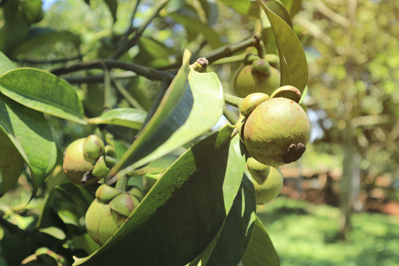 CLOSE-UP OF FRESH FRUITS ON TREE