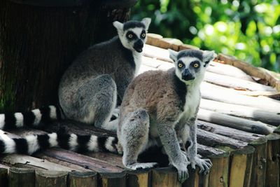 Ring-tailed lemurs on wood at zoo