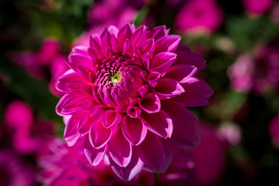Close-up of pink flowering plant