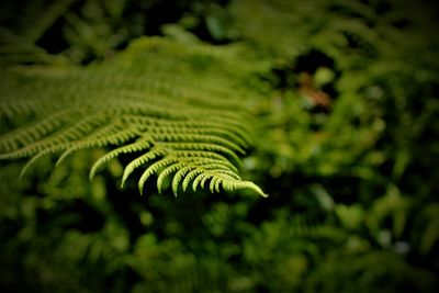 Close-up of fern leaves