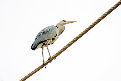 Low angle view of great blue heron perching on rope against clear sky