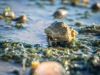 Close-up of shell or hermitcrab on sea grass at low tide 