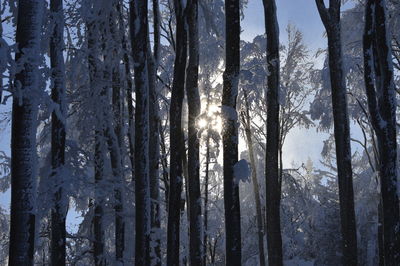 View of trees on snow covered land