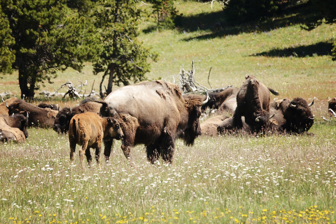 Wyoming Wildlife