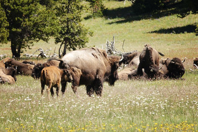 Horses on field