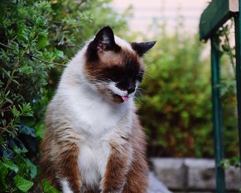 Close-up of cat outdoors