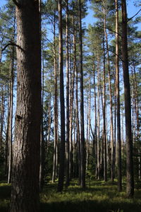 Pine trees in forest