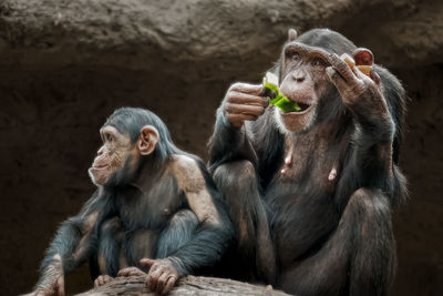 Monkeys sitting in zoo