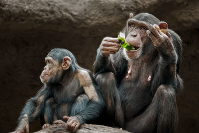 Chimpanzees sitting and eating in  a park